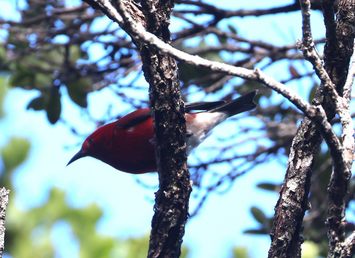 Малиновая апапане - ML644980787