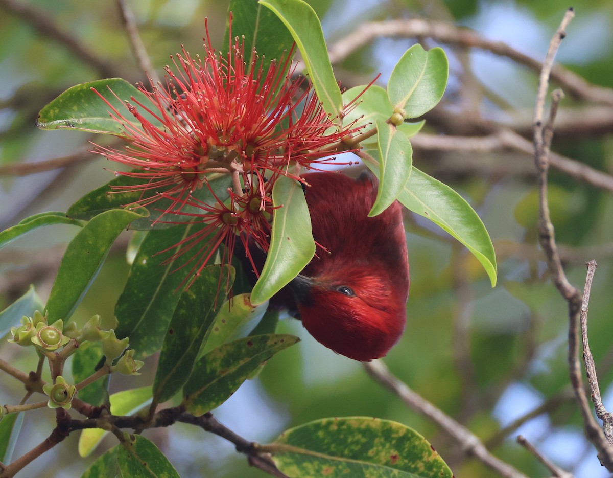 Малиновая апапане - ML644980788