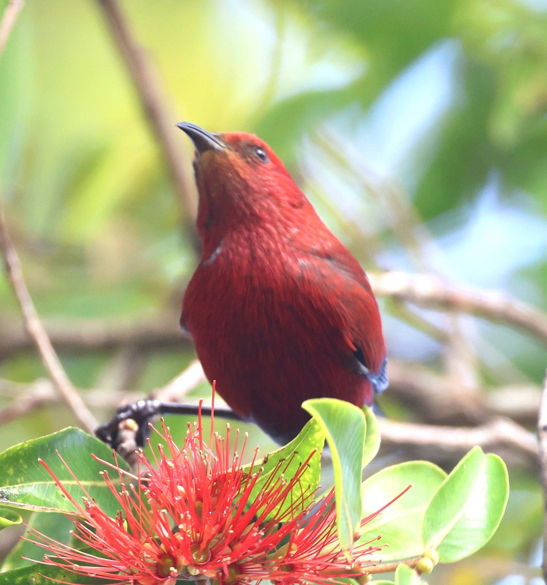 Малиновая апапане - ML644980789