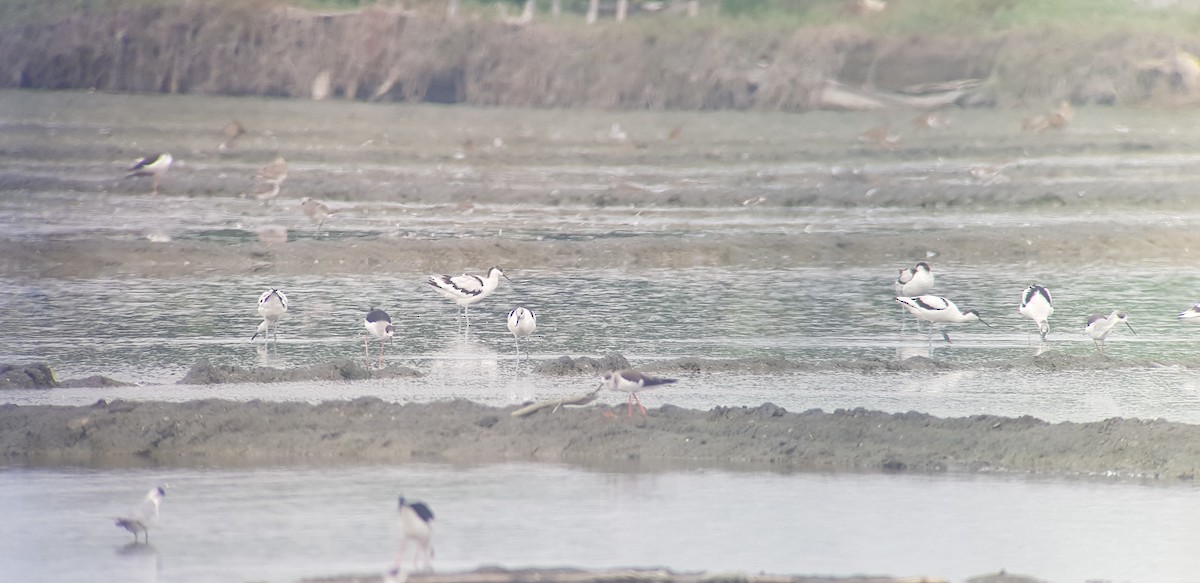 Pied Avocet - ML644980796