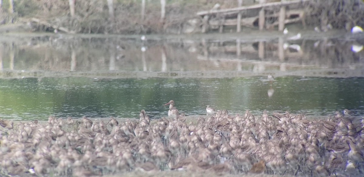 Black-tailed Godwit (bohaii) - ML644980820