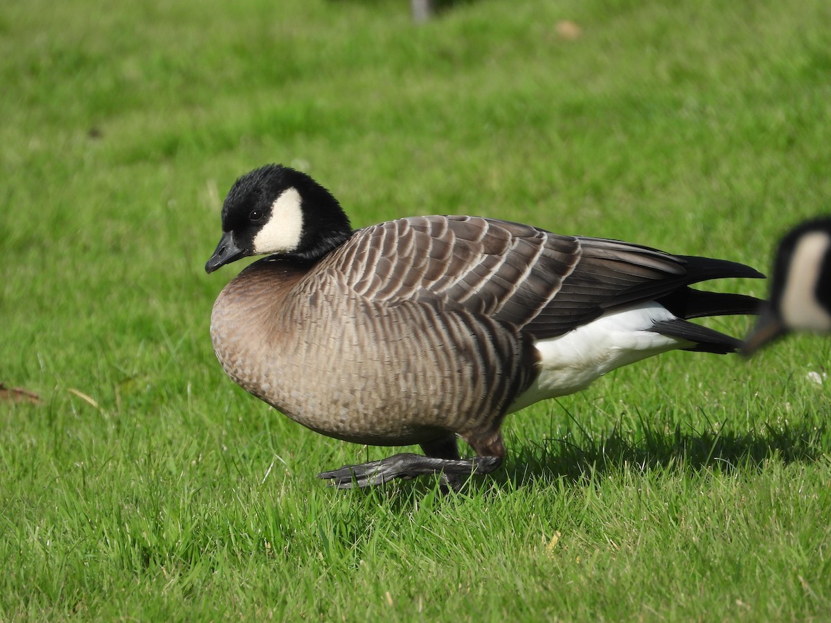 Cackling Goose - ML644980821