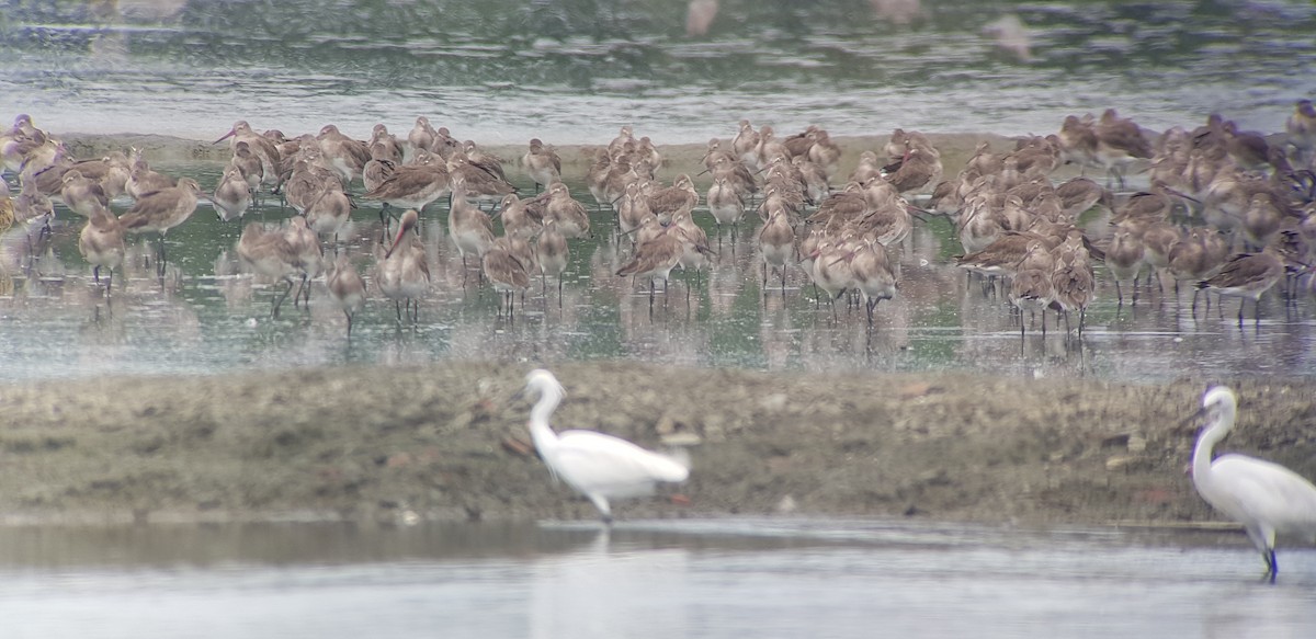 Black-tailed Godwit (melanuroides) - ML644980832
