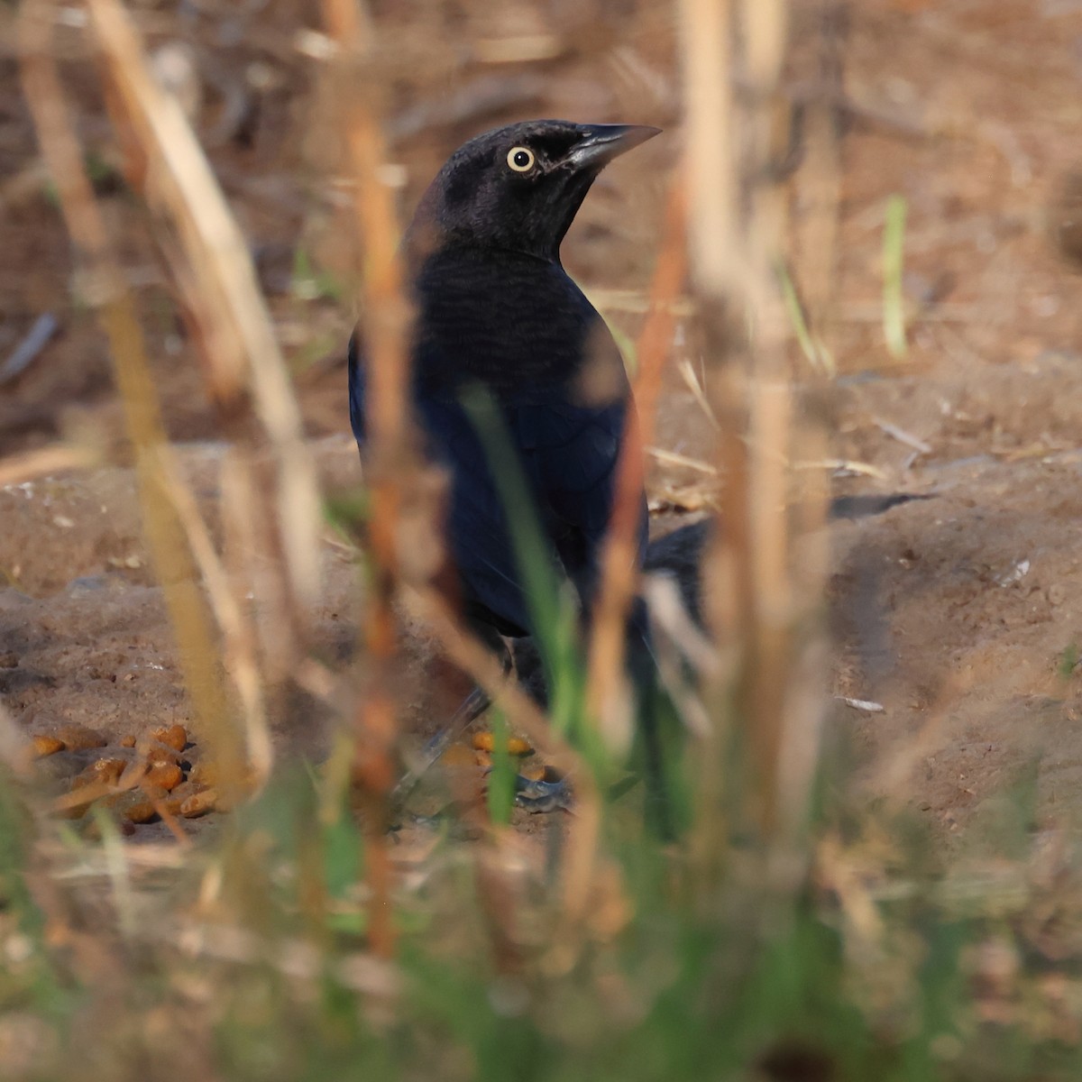 Brewer's Blackbird - ML644980833