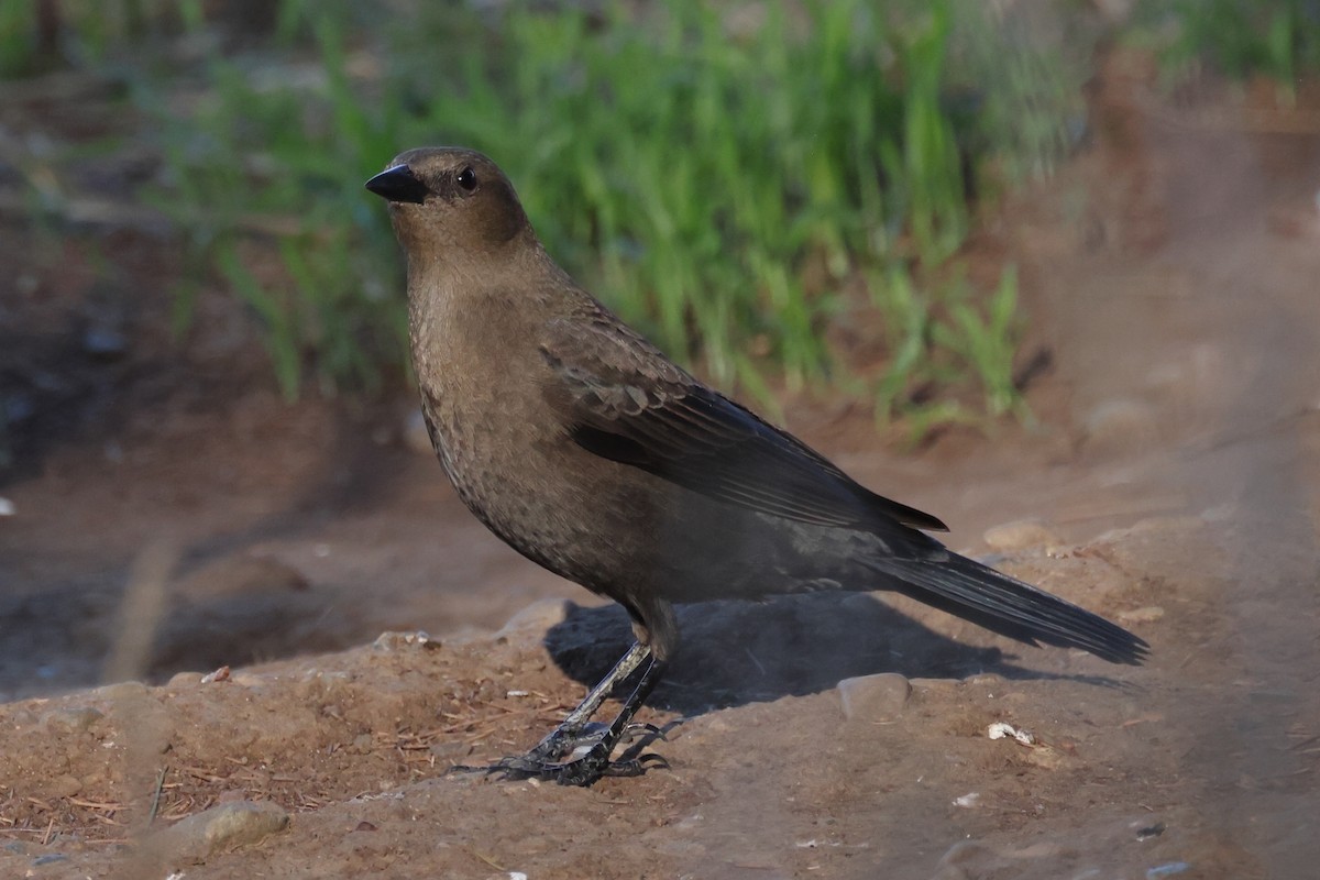 Brewer's Blackbird - ML644980834