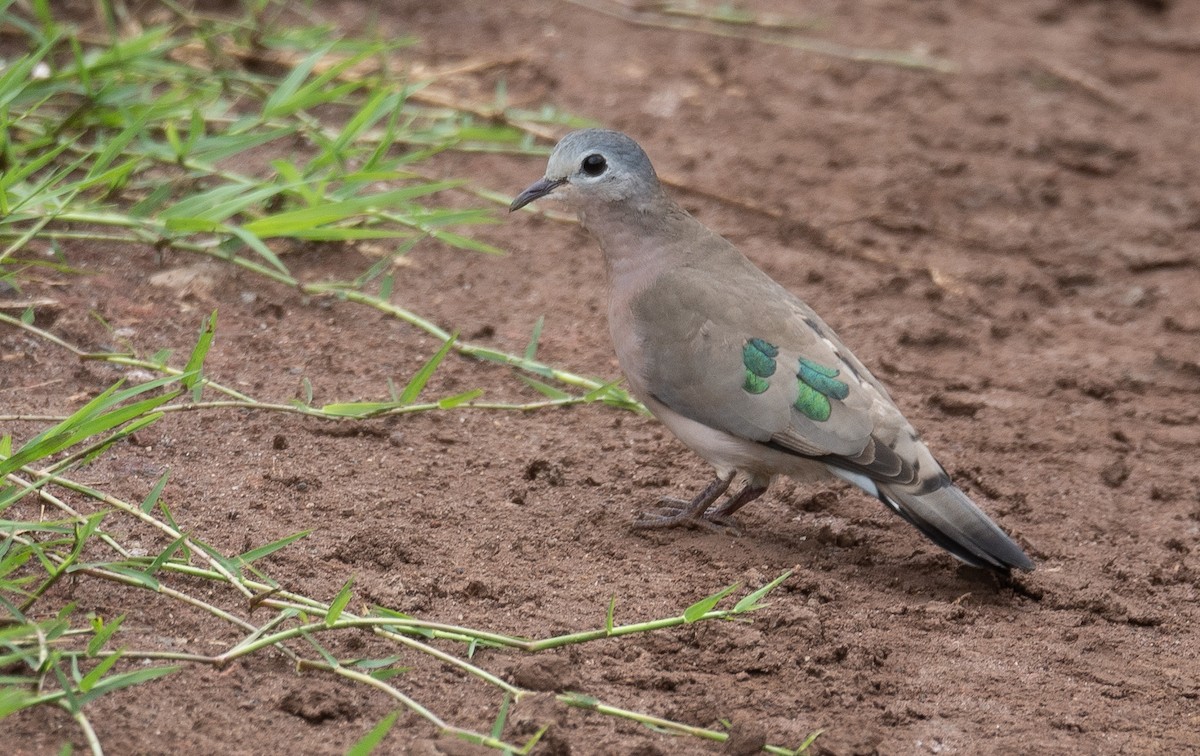 Зеленокрылая лесная горлица - ML644980842