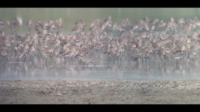 Asya Ak Sırtlı Suçulluğu - ML644980846