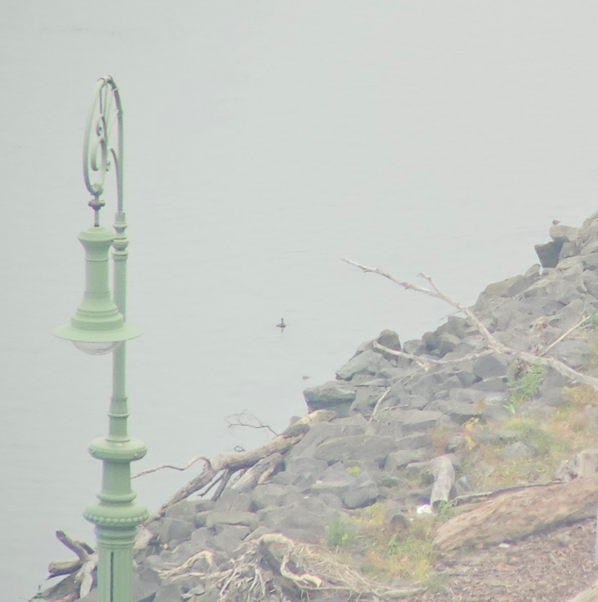 Little Grebe - ML644980849