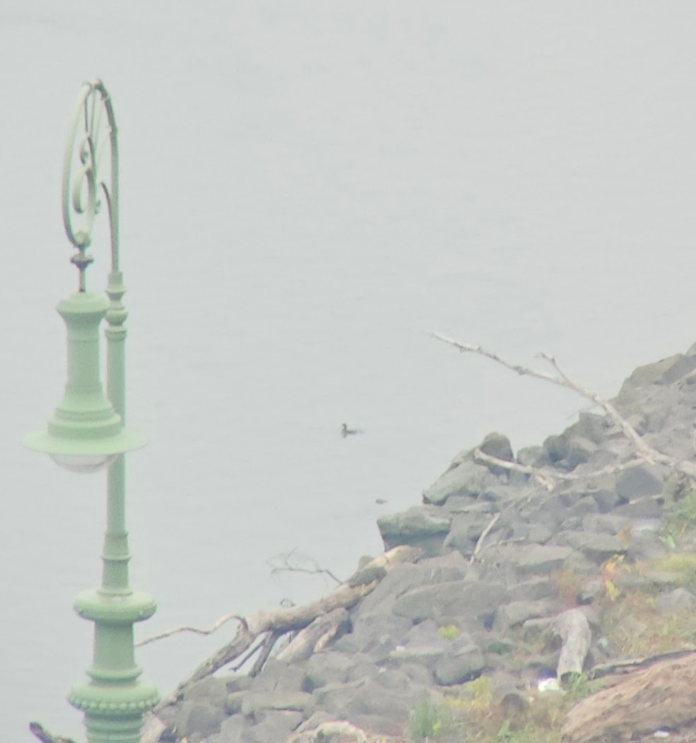 Little Grebe - ML644980850