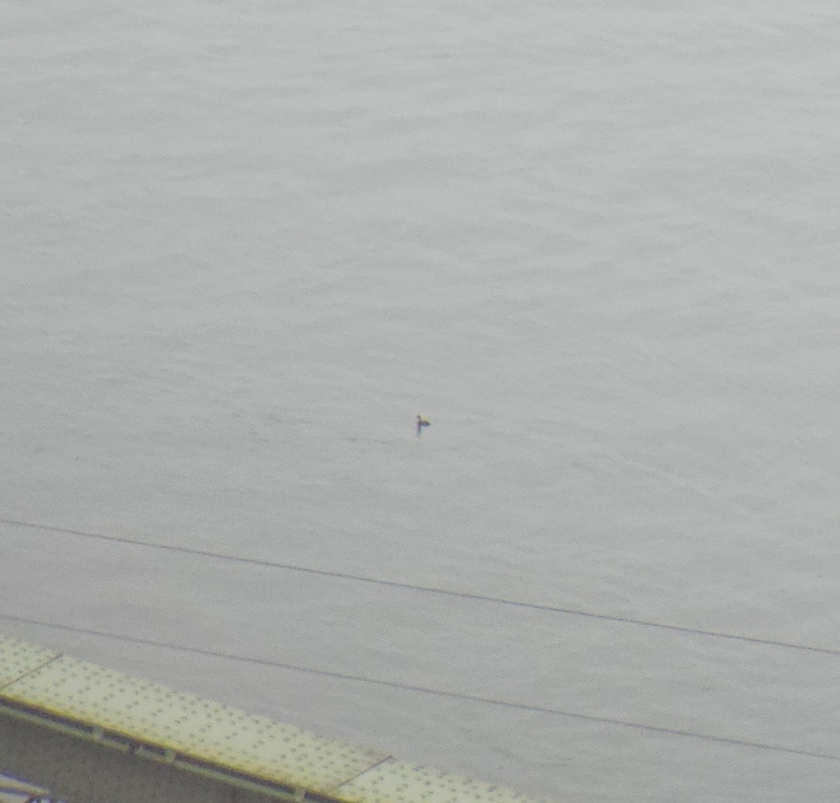 Little Grebe - ML644980851