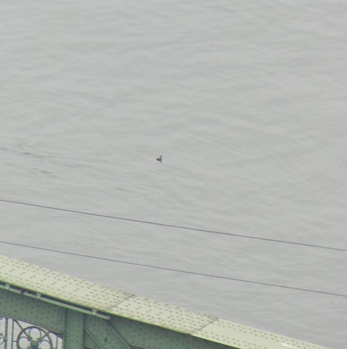 Little Grebe - ML644980852