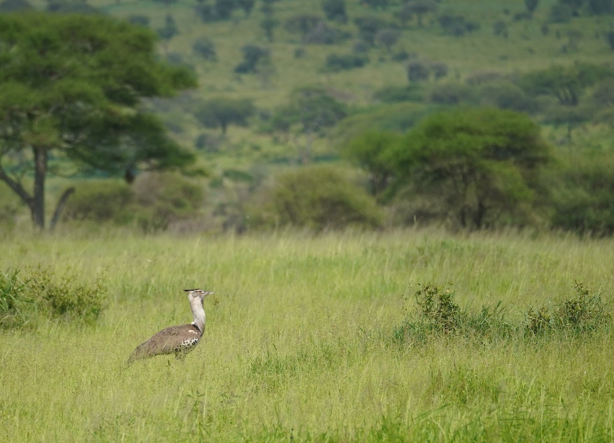 Дрофа-кори - ML644980853