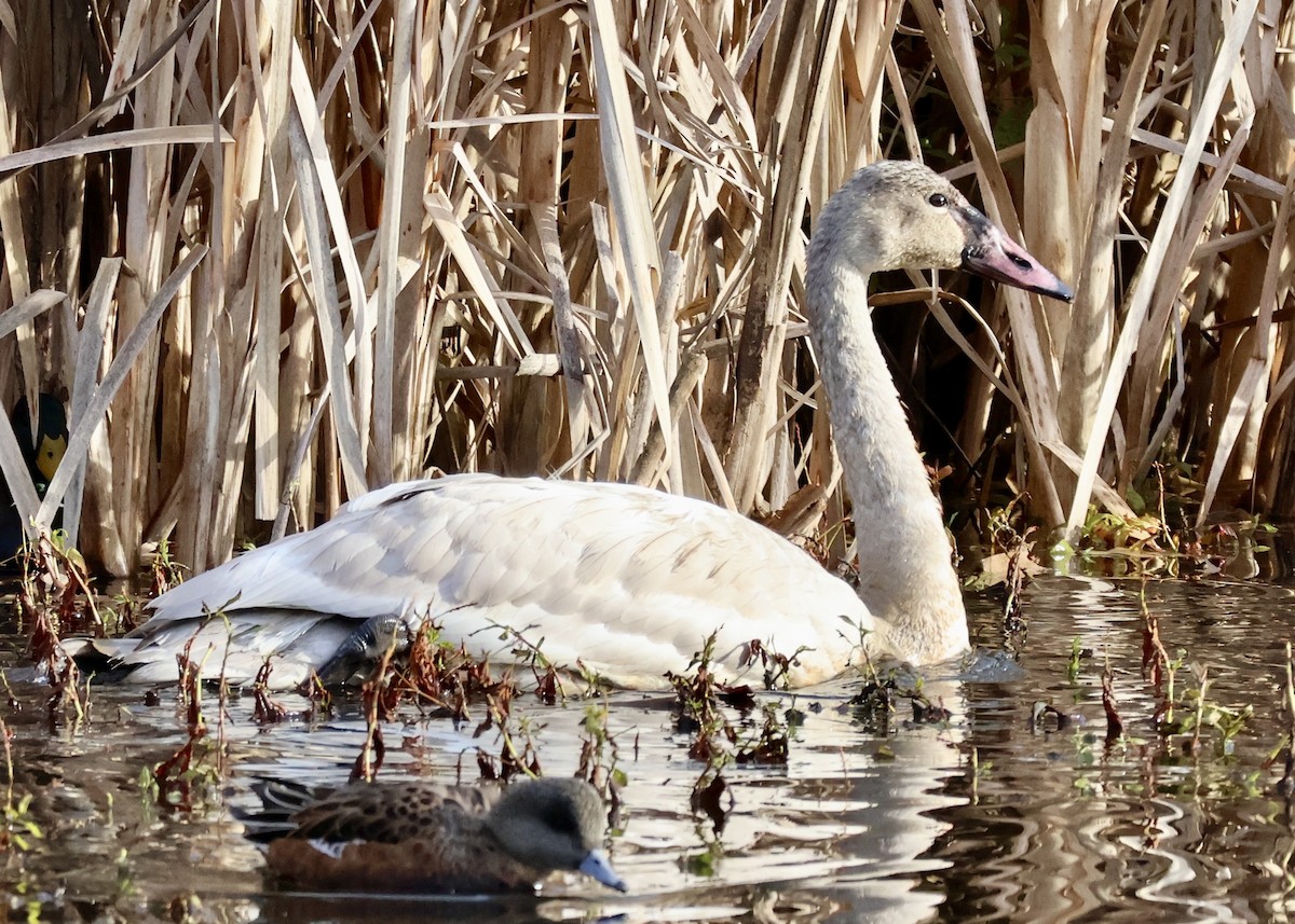 Tundra Swan - ML644980854