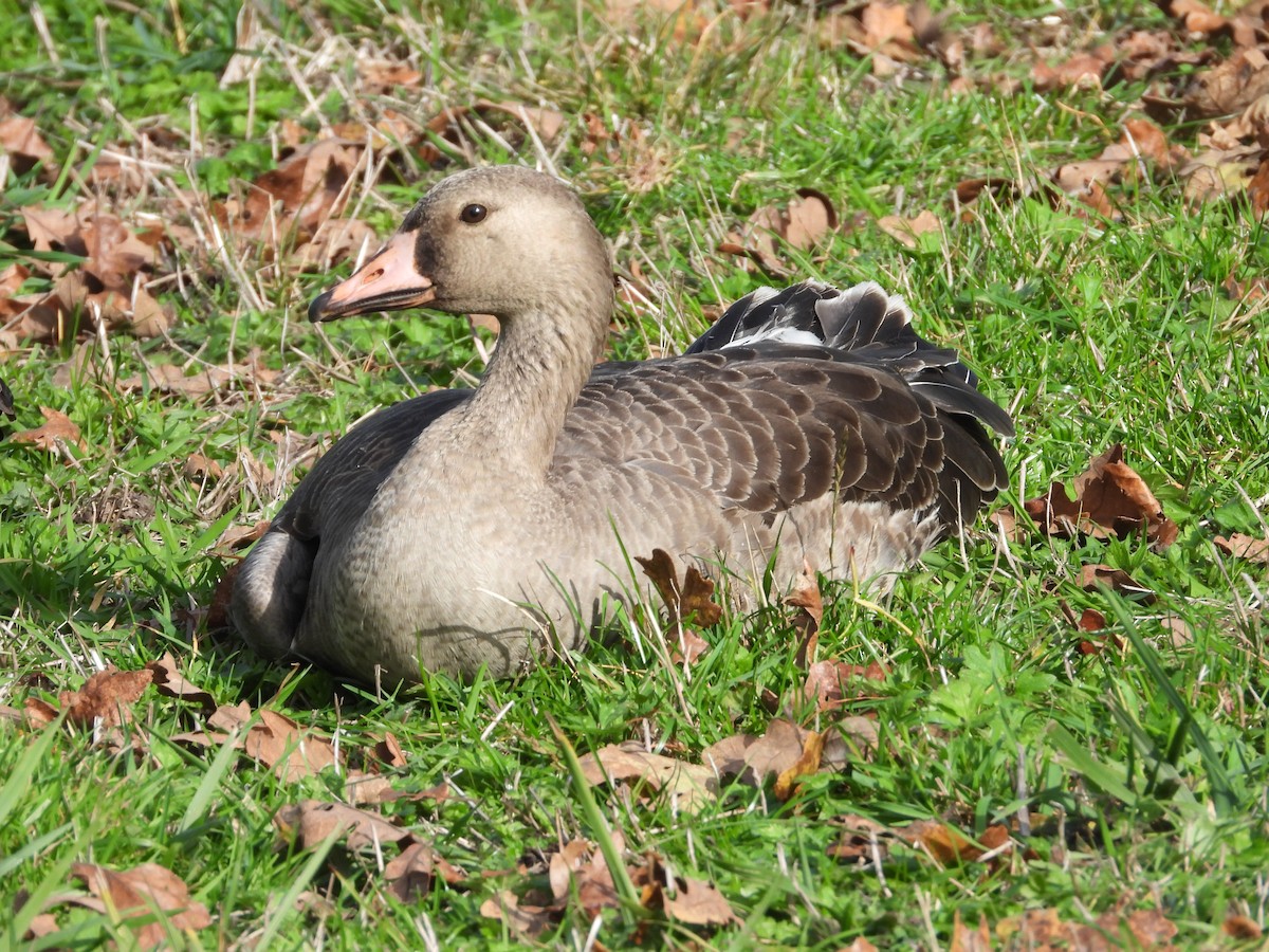 Greater White-fronted Goose - ML644980861