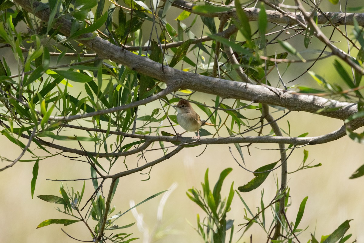 nymfesanger - ML644980863