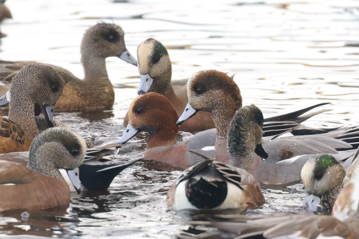 hvízdák eurasijský x americký (hybrid) - ML644980870