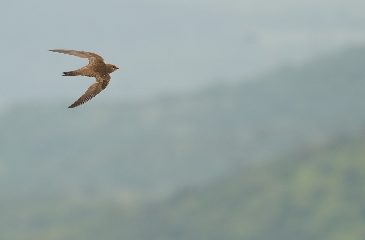 rorýs šupinkový - ML644980878