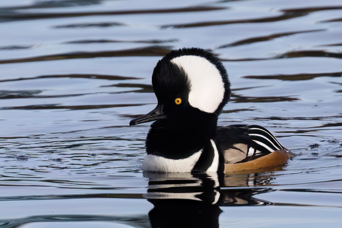 morčák chocholatý - ML644980879