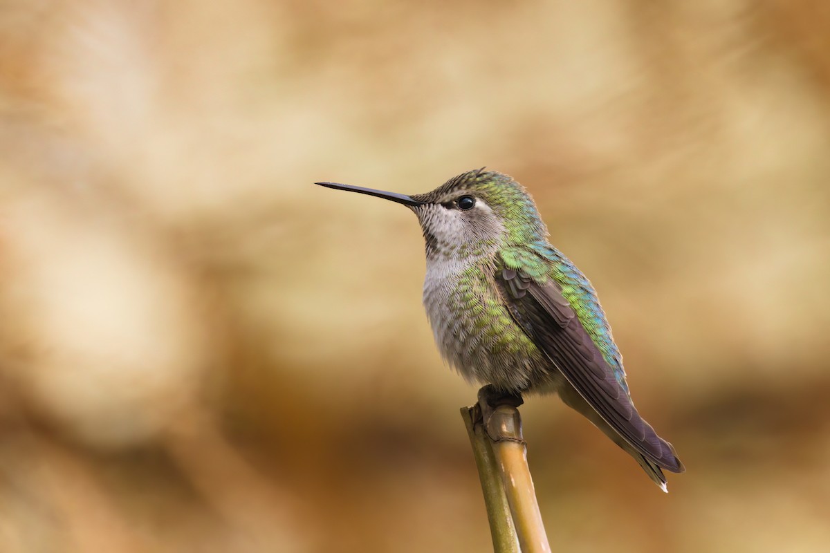 kalypta růžovohlavá - ML644980880