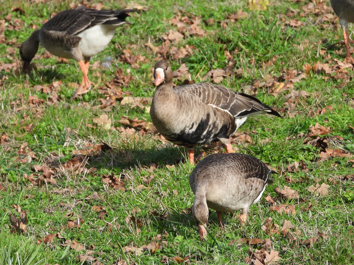 Greater White-fronted Goose - ML644980885