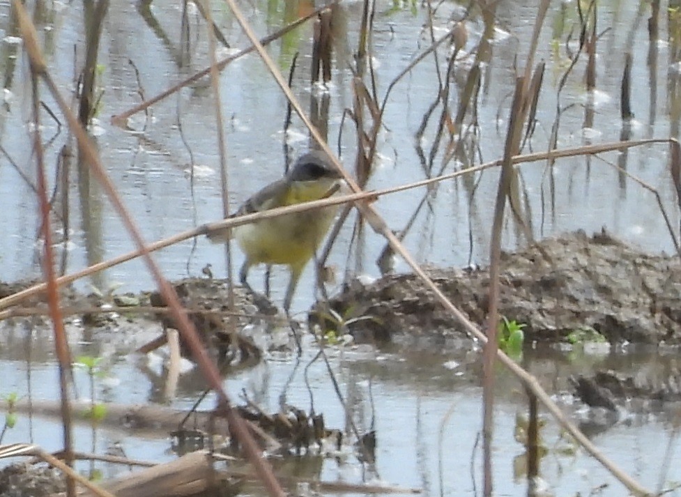 Bisbita de Richard - ML644980888