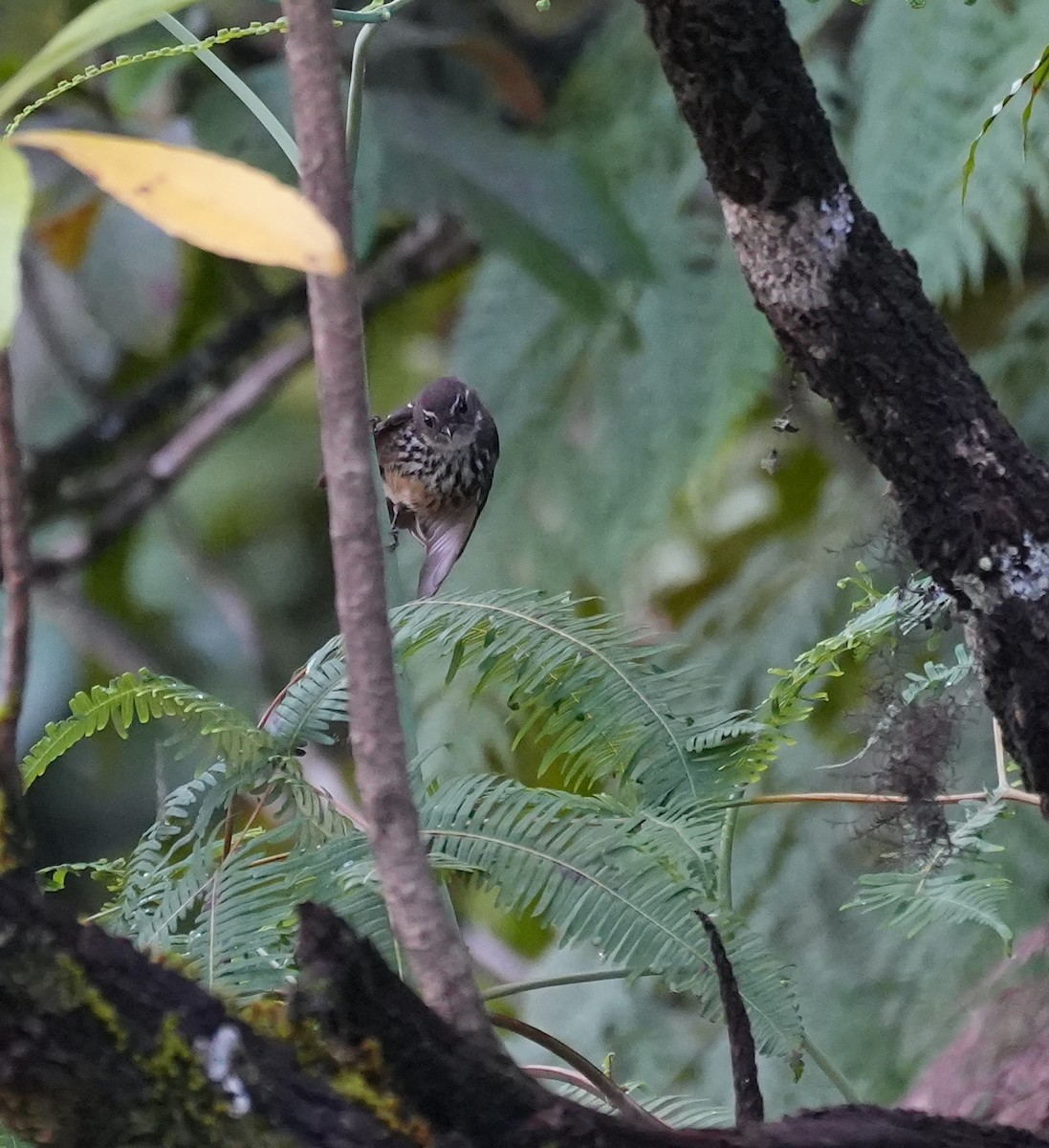 Fiji Streaked Fantail (Viti Levu) - ML644980890