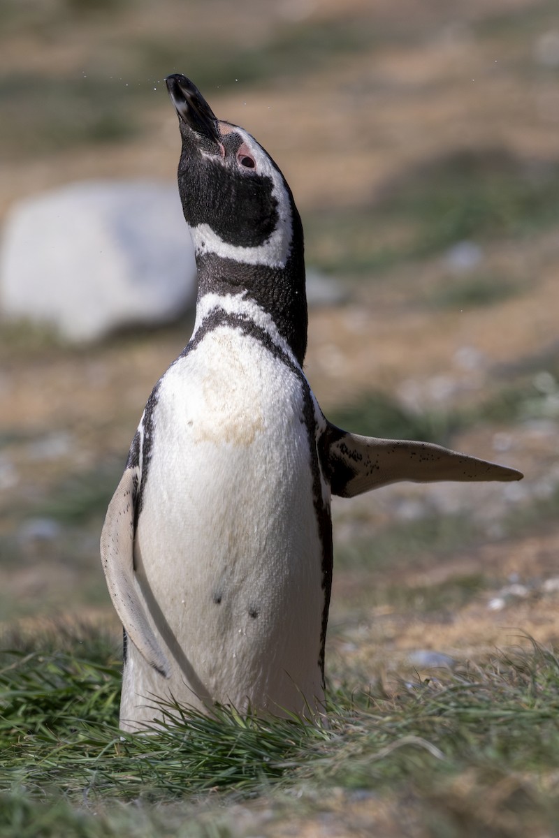 Magellanpinguin - ML644980891