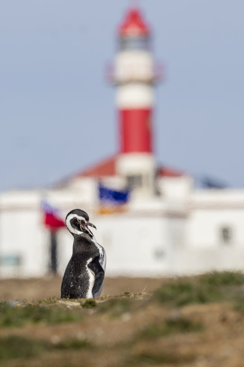 Magellanpinguin - ML644980892