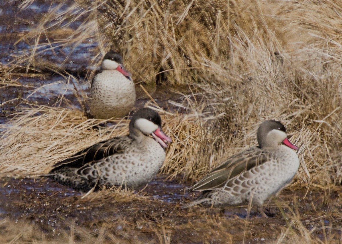 rødnebband - ML644980895