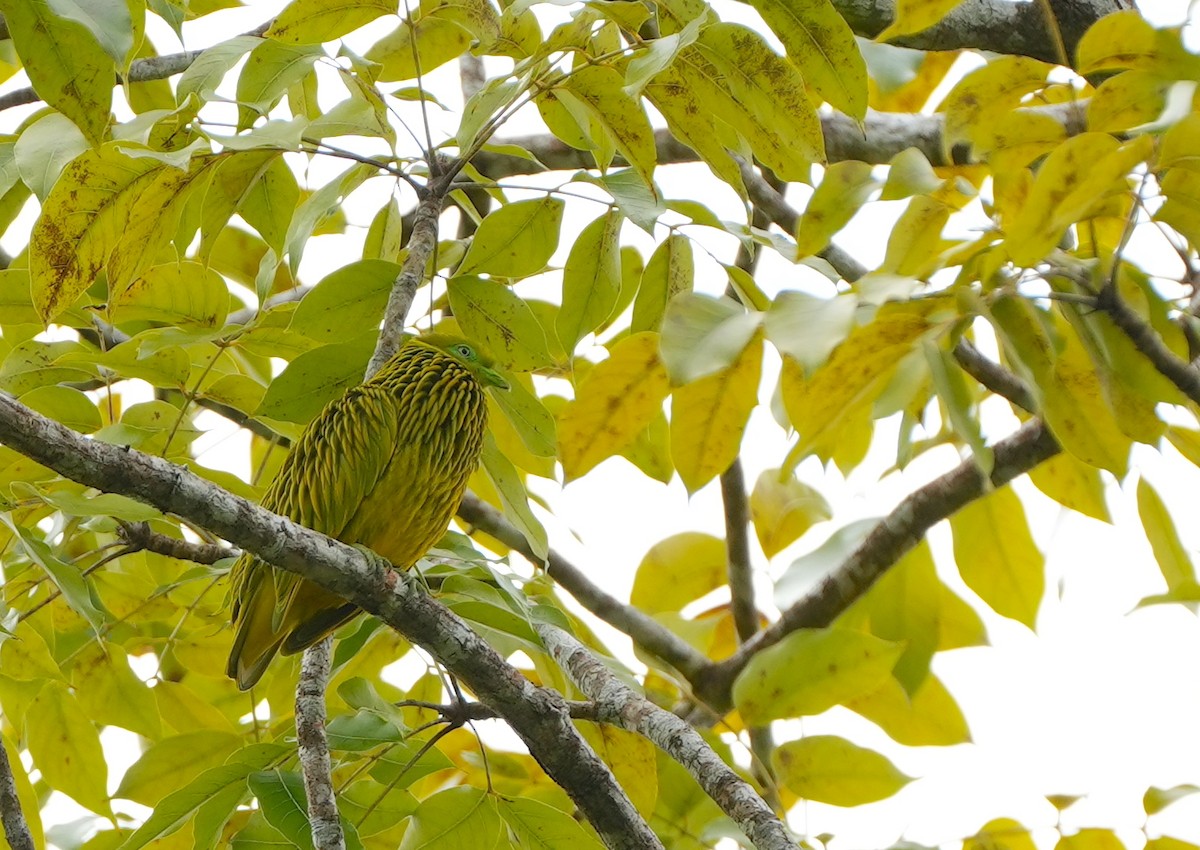 キンミノヒメアオバト - ML644980898