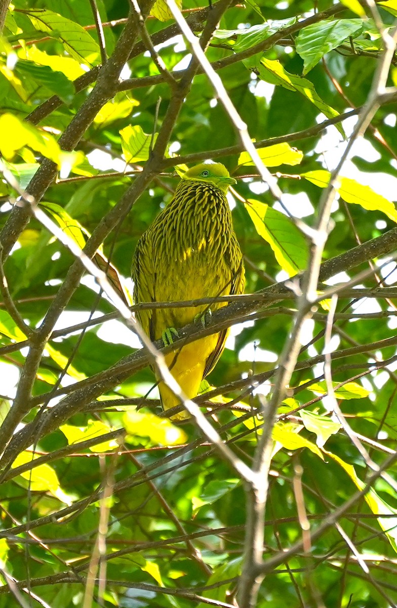 キンミノヒメアオバト - ML644980899