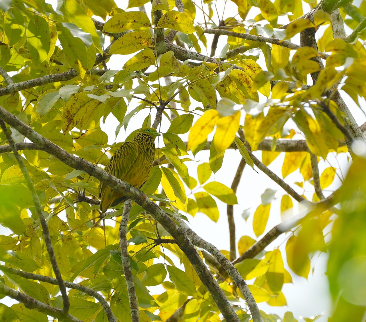 キンミノヒメアオバト - ML644980900