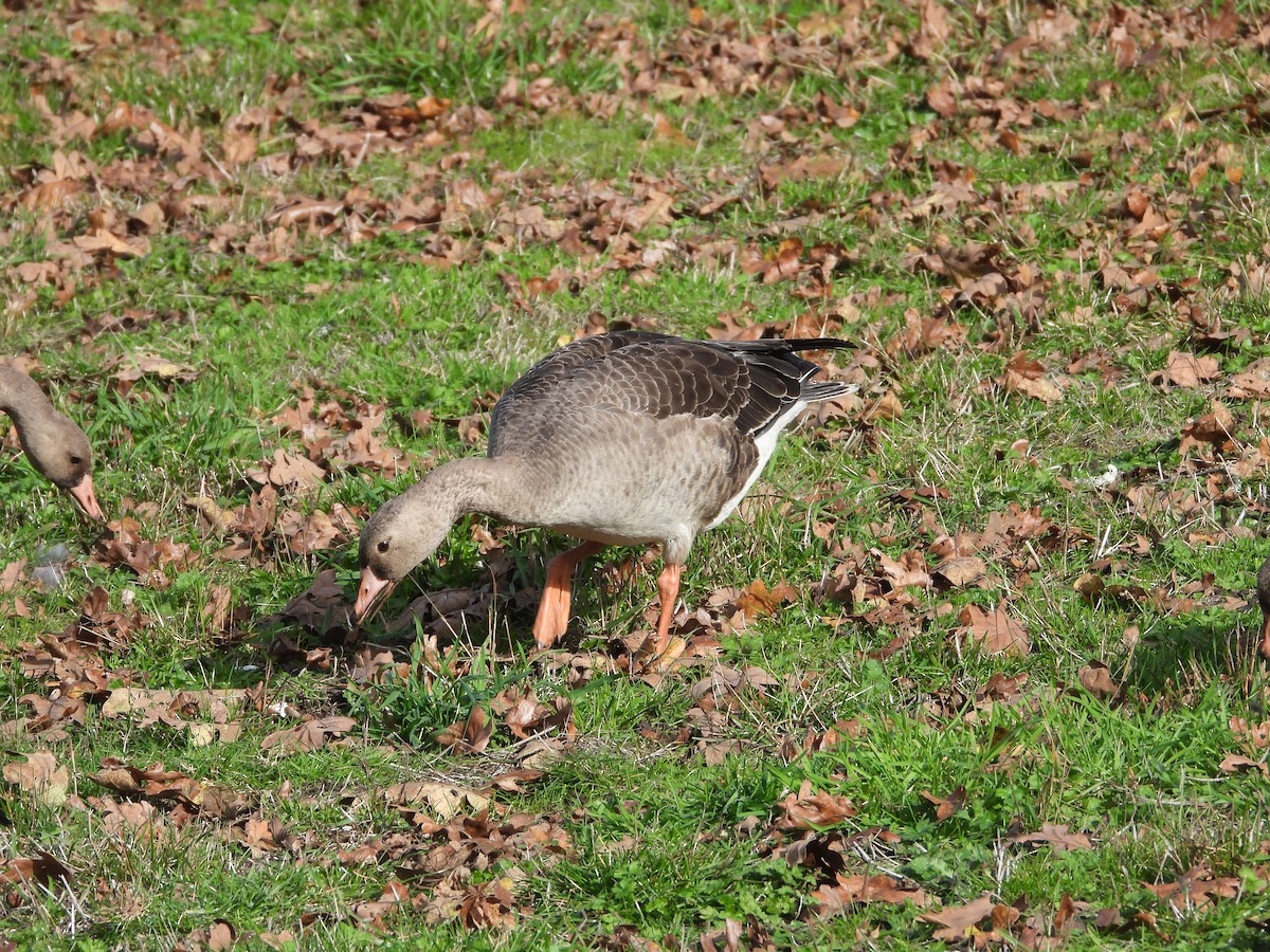 Greater White-fronted Goose - ML644980903