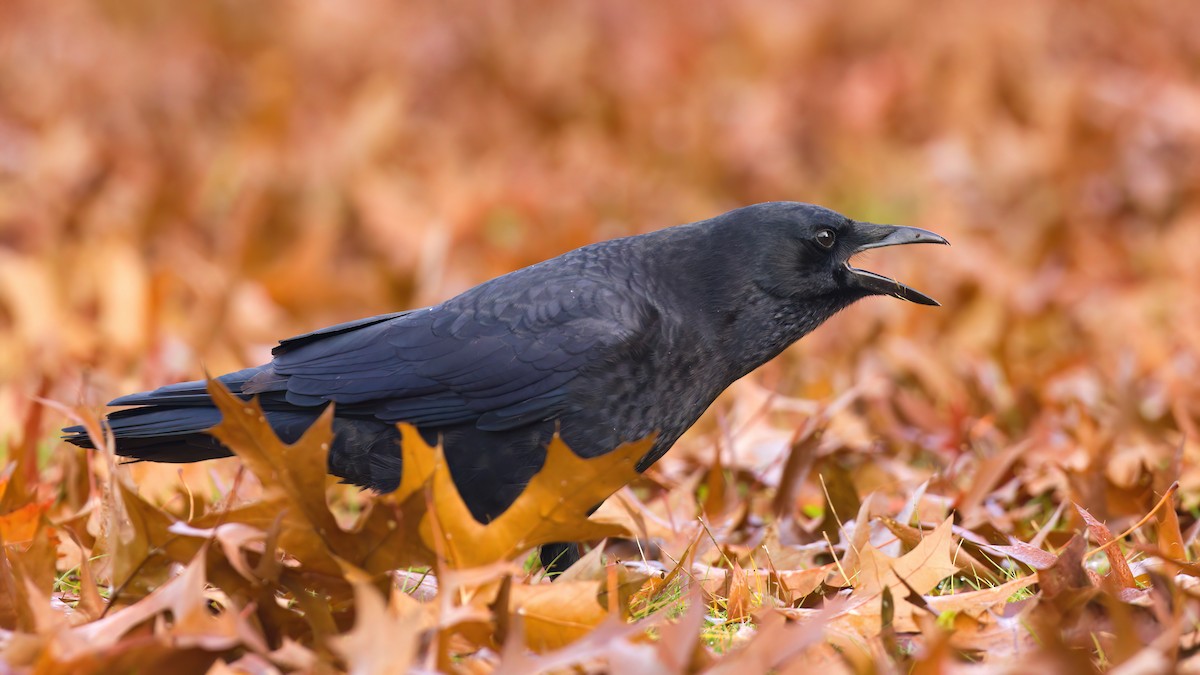 vrána americká - ML644980904