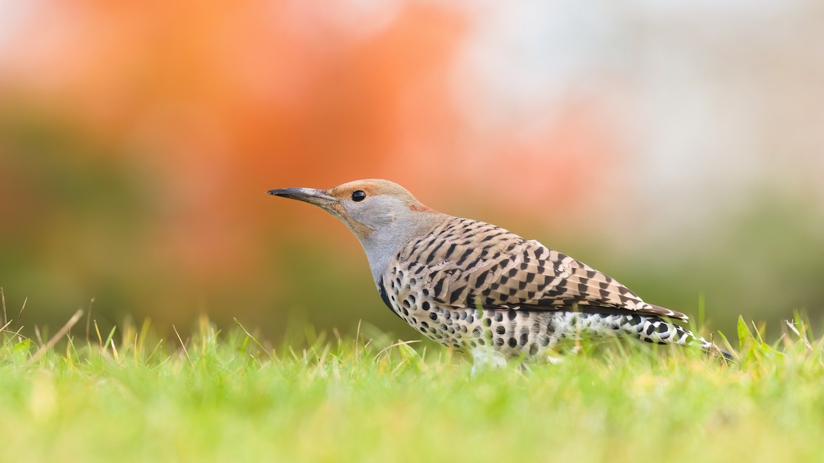 datel zlatý - ML644980907