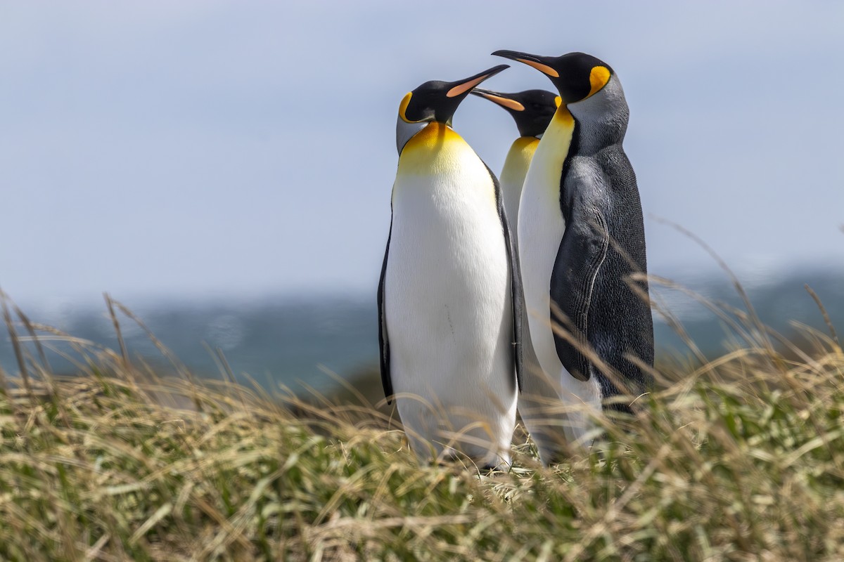 King Penguin - ML644980910