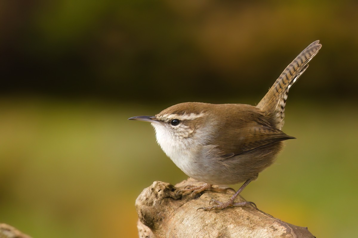 Підбуреник - ML644980914