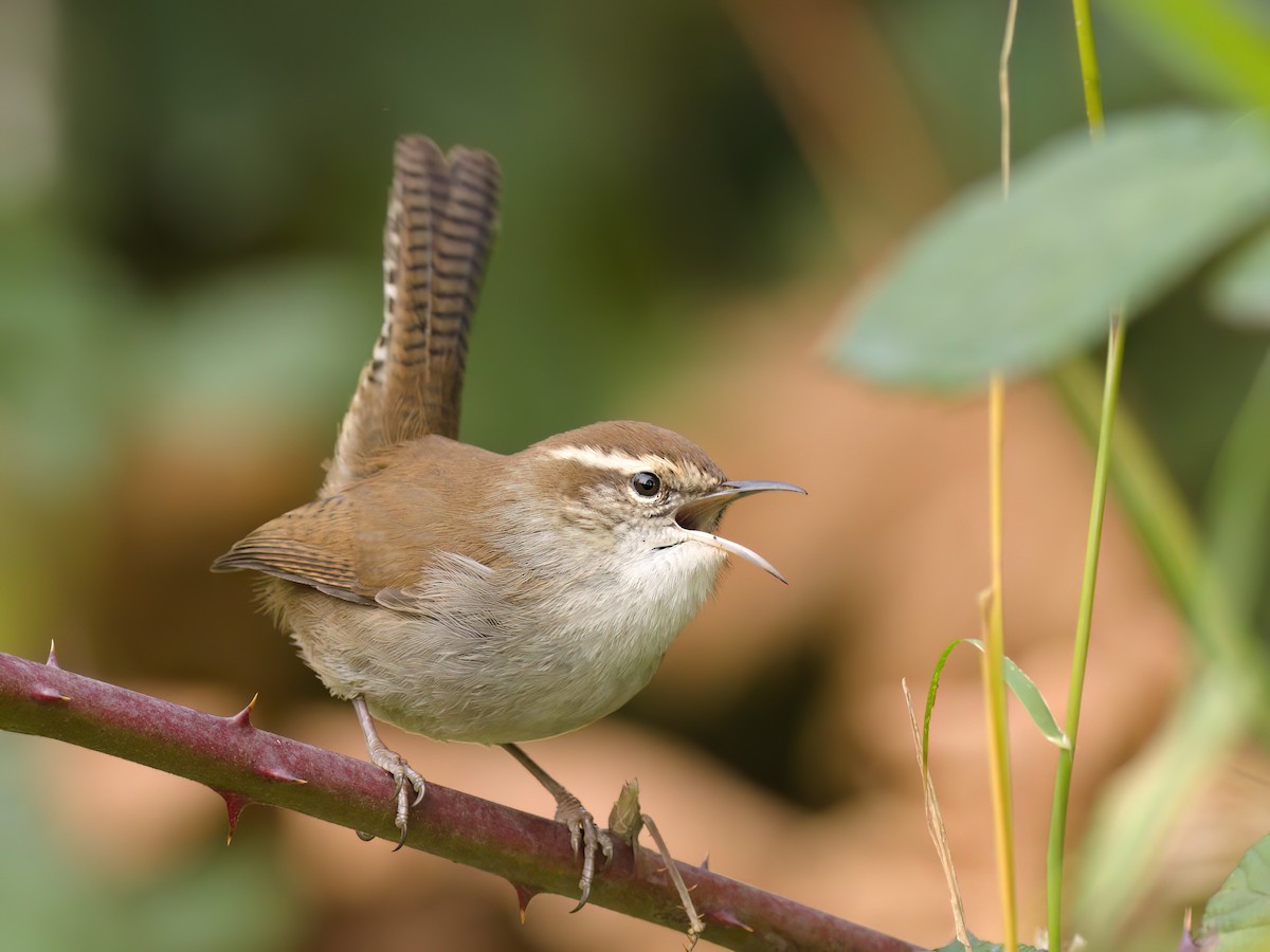 Підбуреник - ML644980915