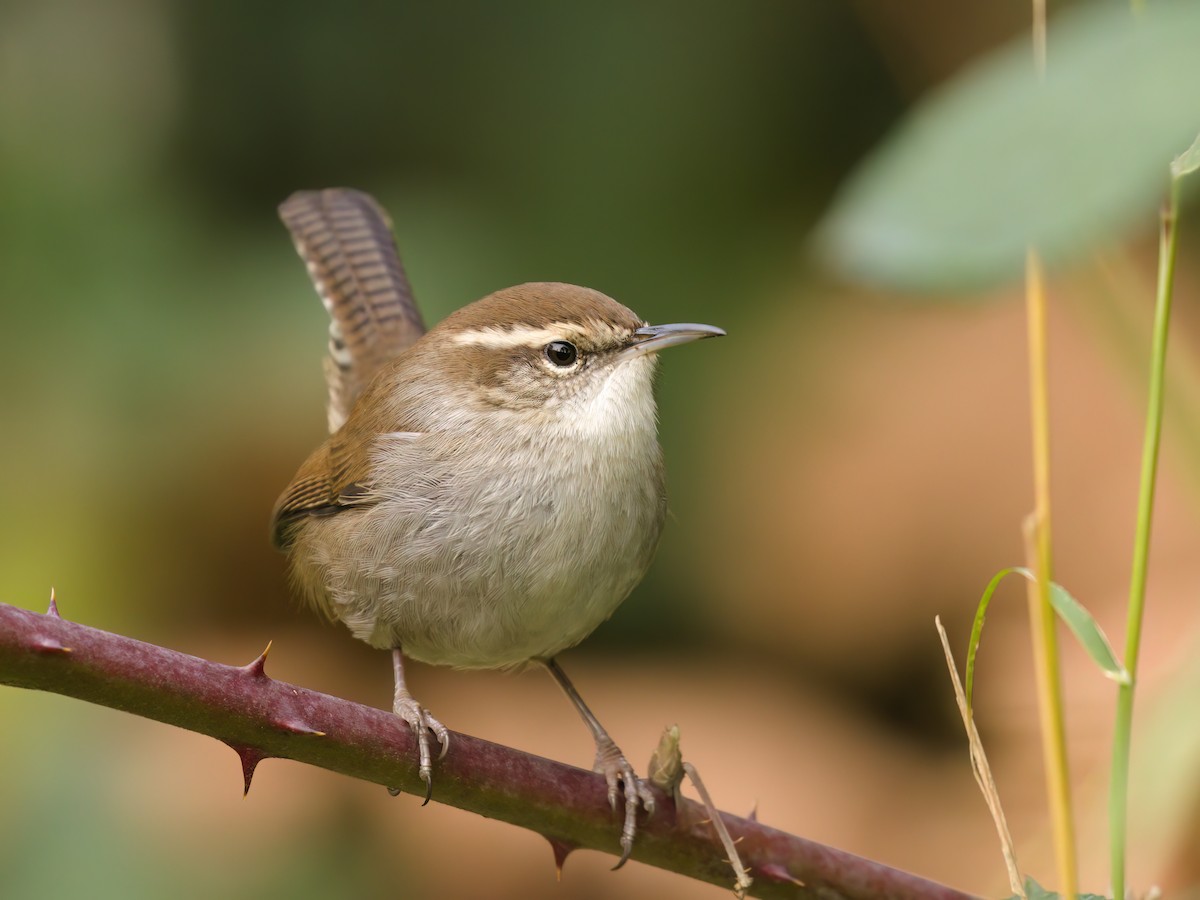 Підбуреник - ML644980916