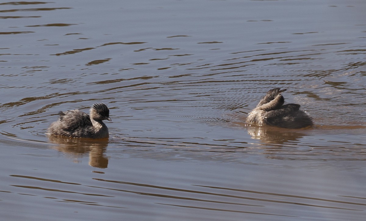 Kır Saçlı Batağan - ML644980920