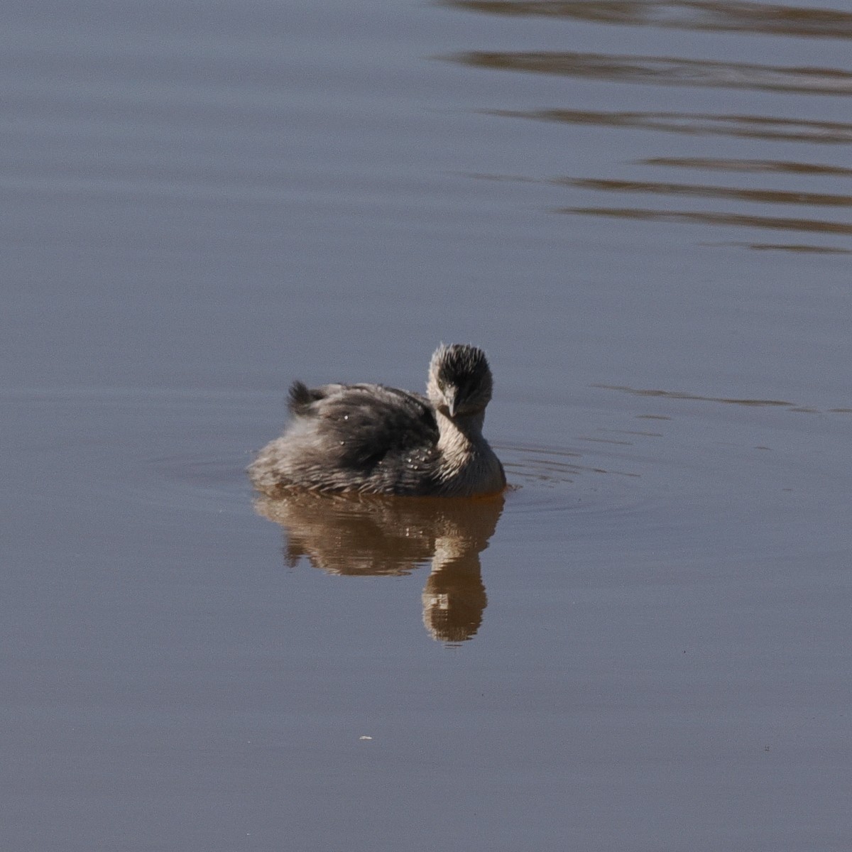 Kır Saçlı Batağan - ML644980923