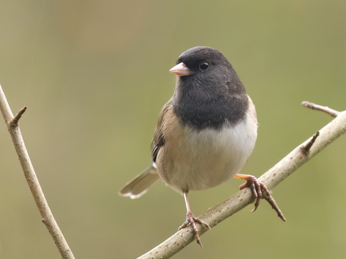 strnadec zimní [skupina oreganus] - ML644980929