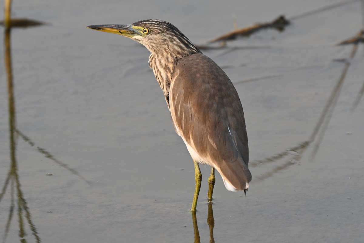 Hint Alaca Balıkçılı - ML644980931