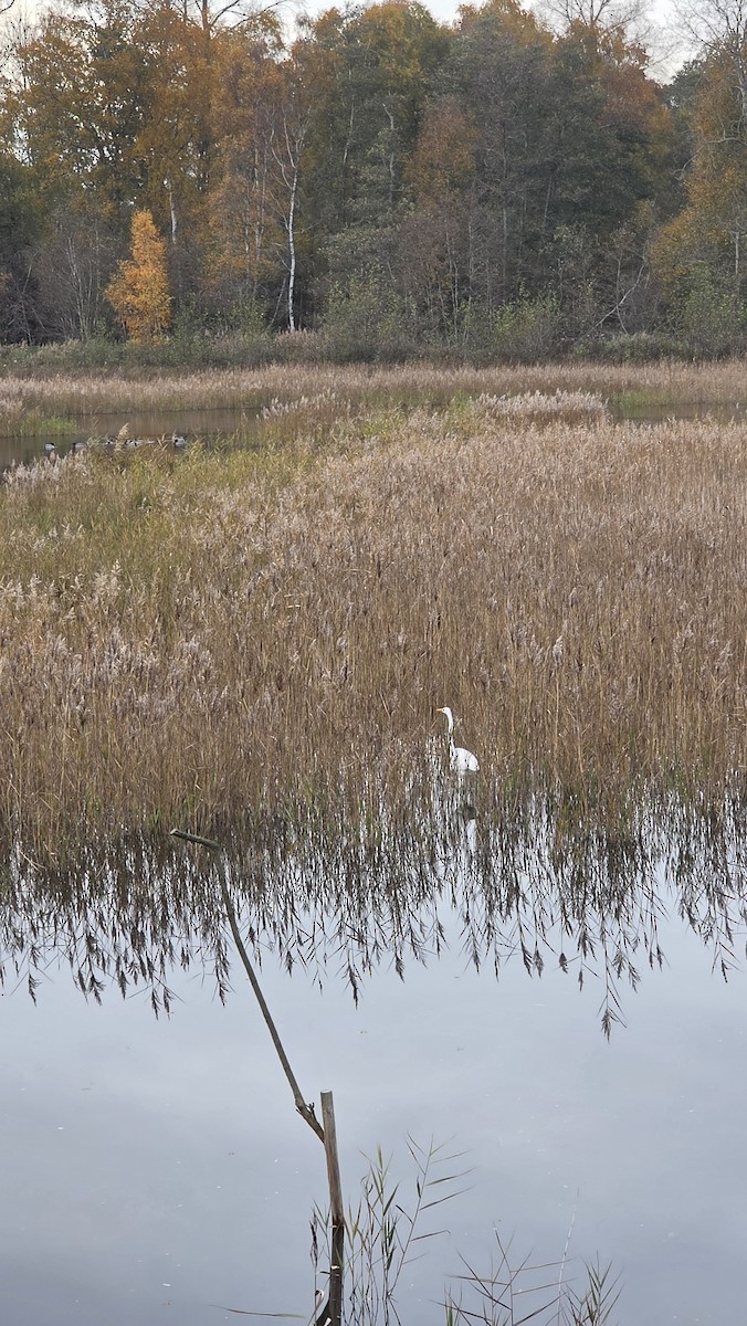 Great Egret - ML644980932