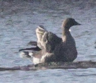 Tundra Bean-Goose - ML644980939