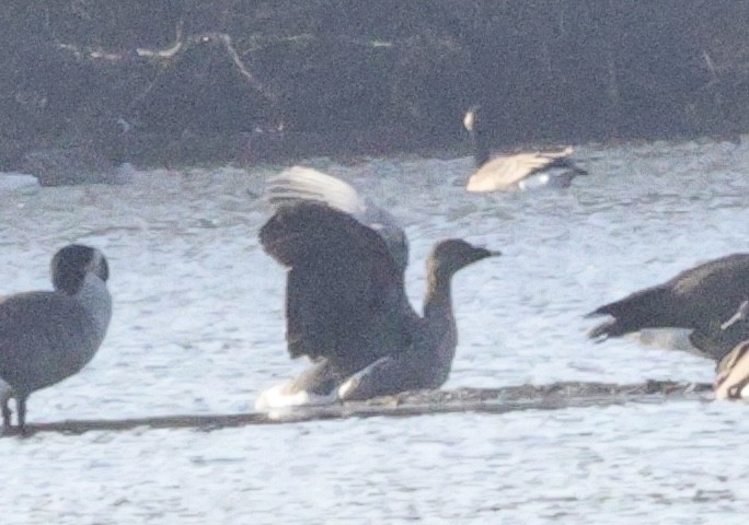 Tundra Bean-Goose - ML644980940
