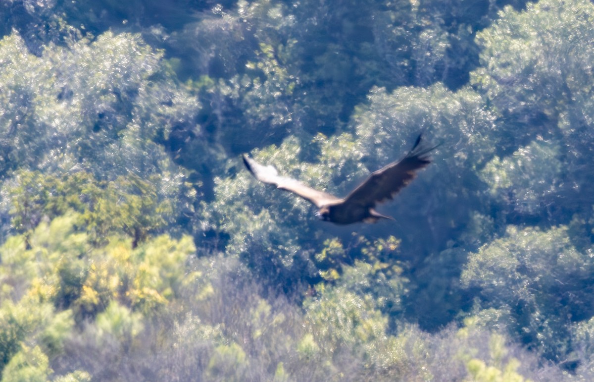 Buitre Negro - ML644980944