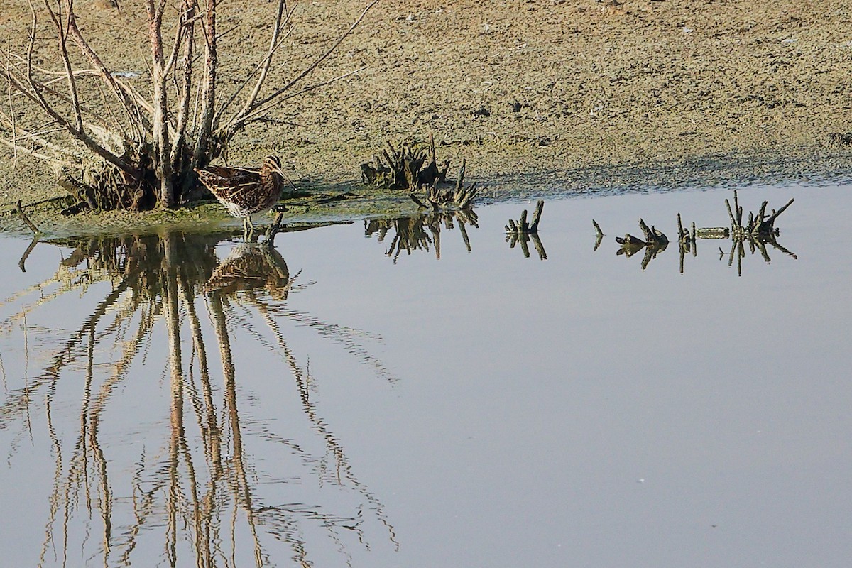 ハリオシギ - ML644980958