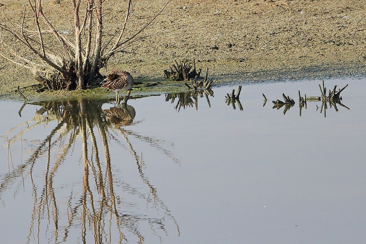 ハリオシギ - ML644980960