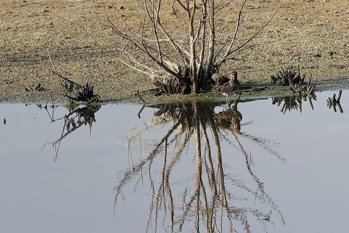 ハリオシギ - ML644980963